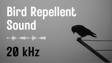 Bird repellent sound | pigeons, crows, starlings, etc.