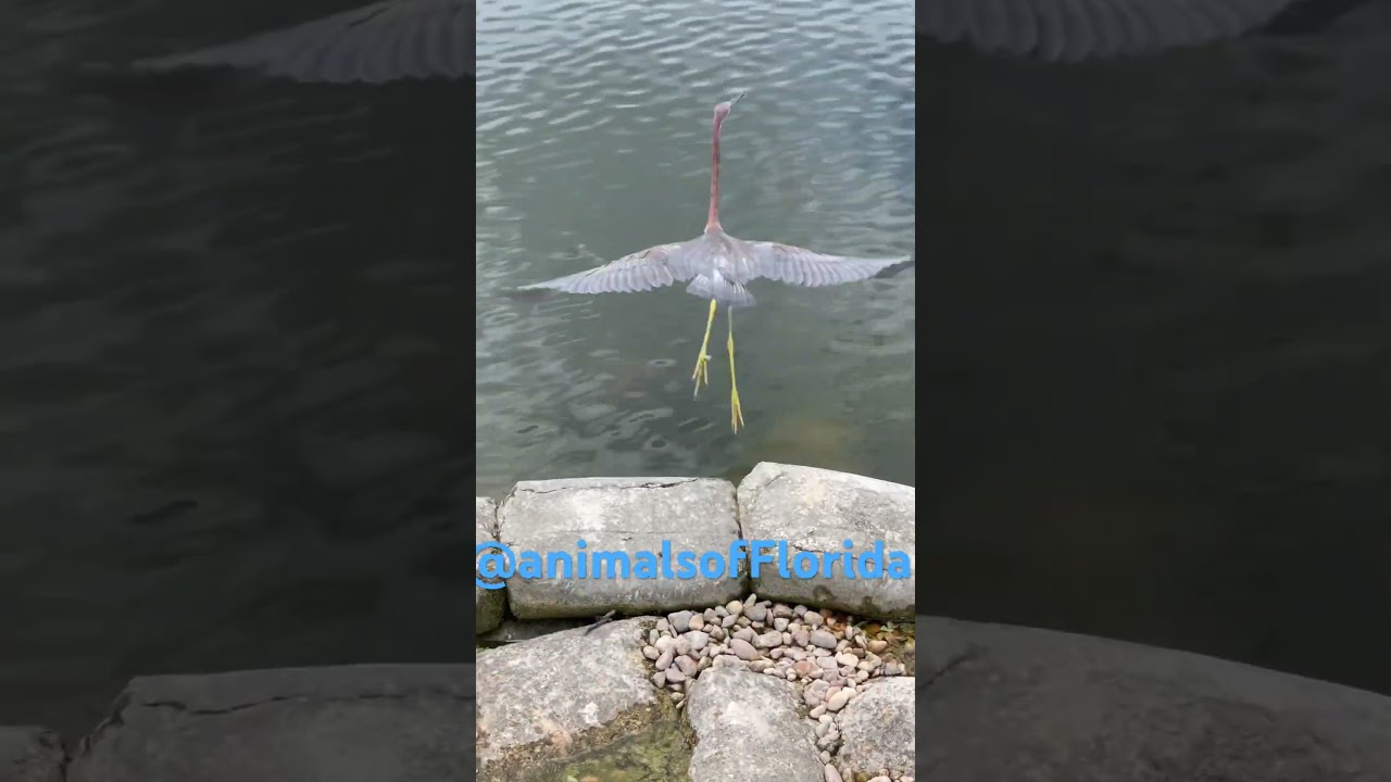 Original Content Only ! 