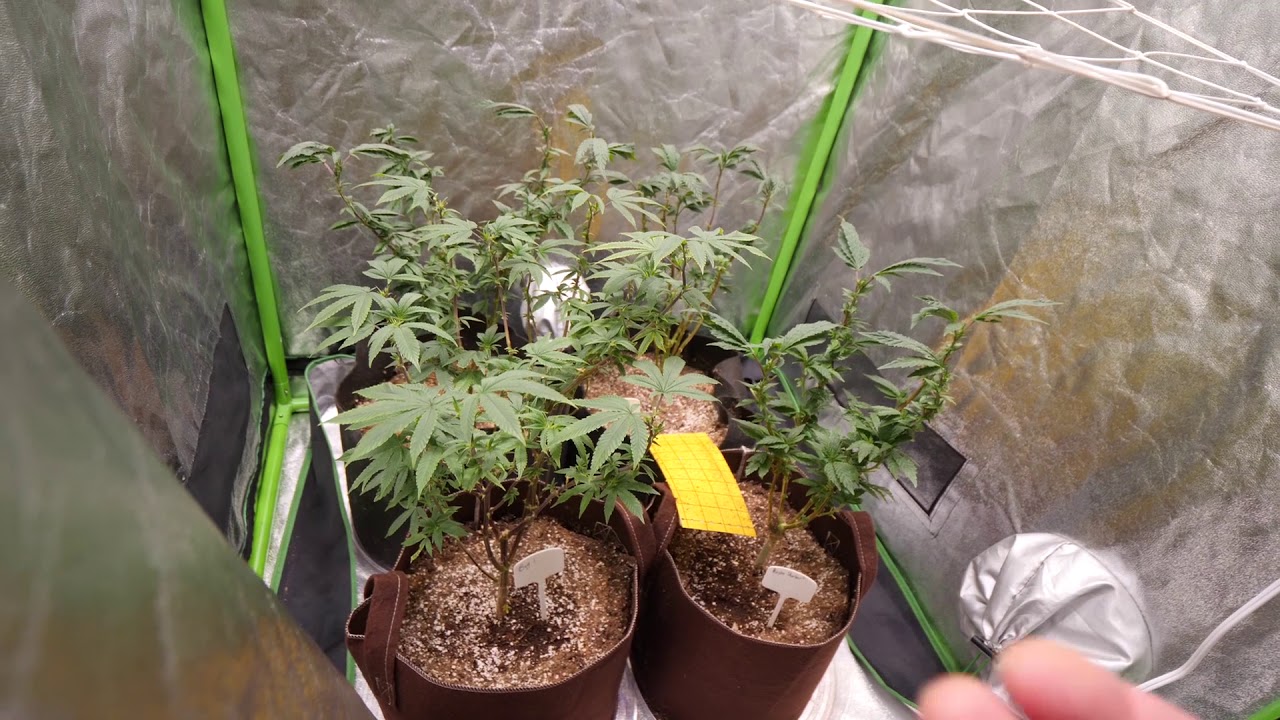 Week Away from Optic 8 Harvest