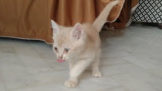 Nursing Mother Is Hungry But Scared Her Adopted Kitten Looks Happy