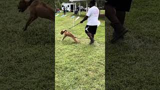 American Pit bull Terrier Dog Show 2023 ADBA Tri State