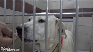 PAWS Pets for Adoption August 11, 2022