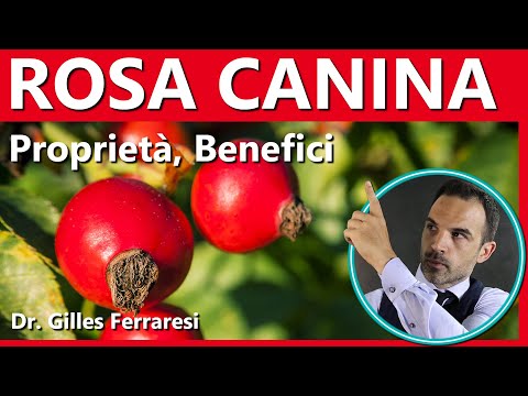 Rosa canina | Proprietà, Benefici | Pelle, Raffreddore, Bellezza, Salute