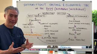 Intermittent Fasting and Cleaning Up the Body (Autophagy/Mitophagy)