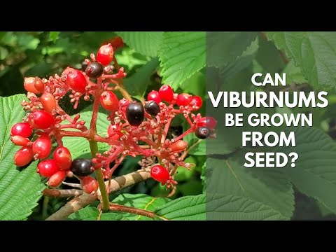 Video: ¿Qué es una planta Nannyberry? Consejos para cultivar arbustos Nannyberry Viburnum