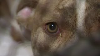 Adoption fees waived as Detroit Animal Care and Control desperately needs dogs adopted