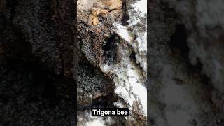 Trigona honey bees Colony |#travelvlog #trending #PureHoney #Honey #honeybee #honeybenefits