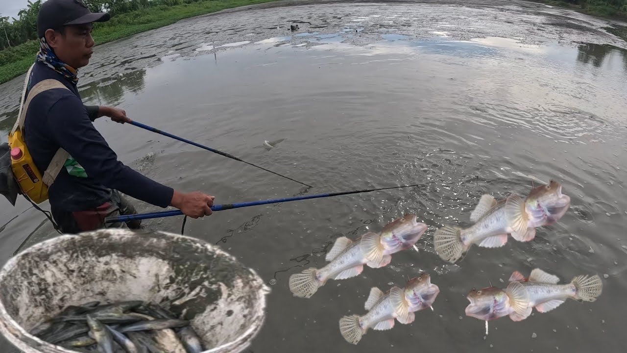 Pahibas ng mamahaling isda gulat kami ng lumitaw at halos pulutin nalang sa dami?