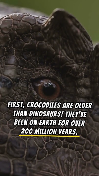 5 Amazing Facts about Crocodiles - YouTube