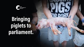 Rally for Pigs outside Jacinta Allans office | Vic Pigs 2025