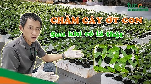 Chăm Sóc Cây Ớt Chuông Con Sau Khi Có Lá Thật - FUNOFARM