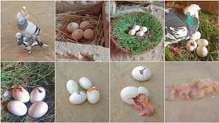 The green fairy pigeon laid four eggs