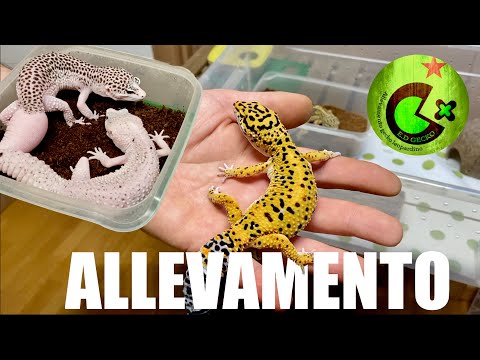 ALLEVAMENTO Gechi Leopardino! TOUR di E.D. Gecko