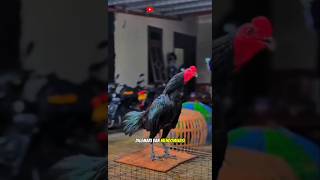 INILAH AYAM YANG PALING POPULER DAN MENDOMINASI PASAR #shortvideo #ayambangkok #aseelmurga #rooster