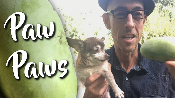 Paw Paws - 'Shenandoah'