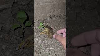 Boing catch frogs funny 🐸 #frog #animals #nature #timelapse