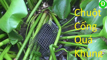 179  Bẩy Chuột Cống Nhum Trên Lục Bình Mồi Trái Thơm - Chuột Cống Nướng Thật Ngon | Đất Phương Nam