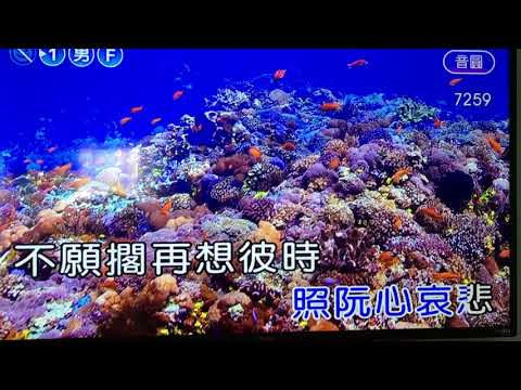 715路燈了解我心意7259