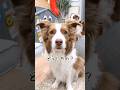 遊んでほしくて会話ボタンで話しかけてくる姉弟犬がこちらです😂【ボーダーコリー・オーストラリアンシェパード】#shorts