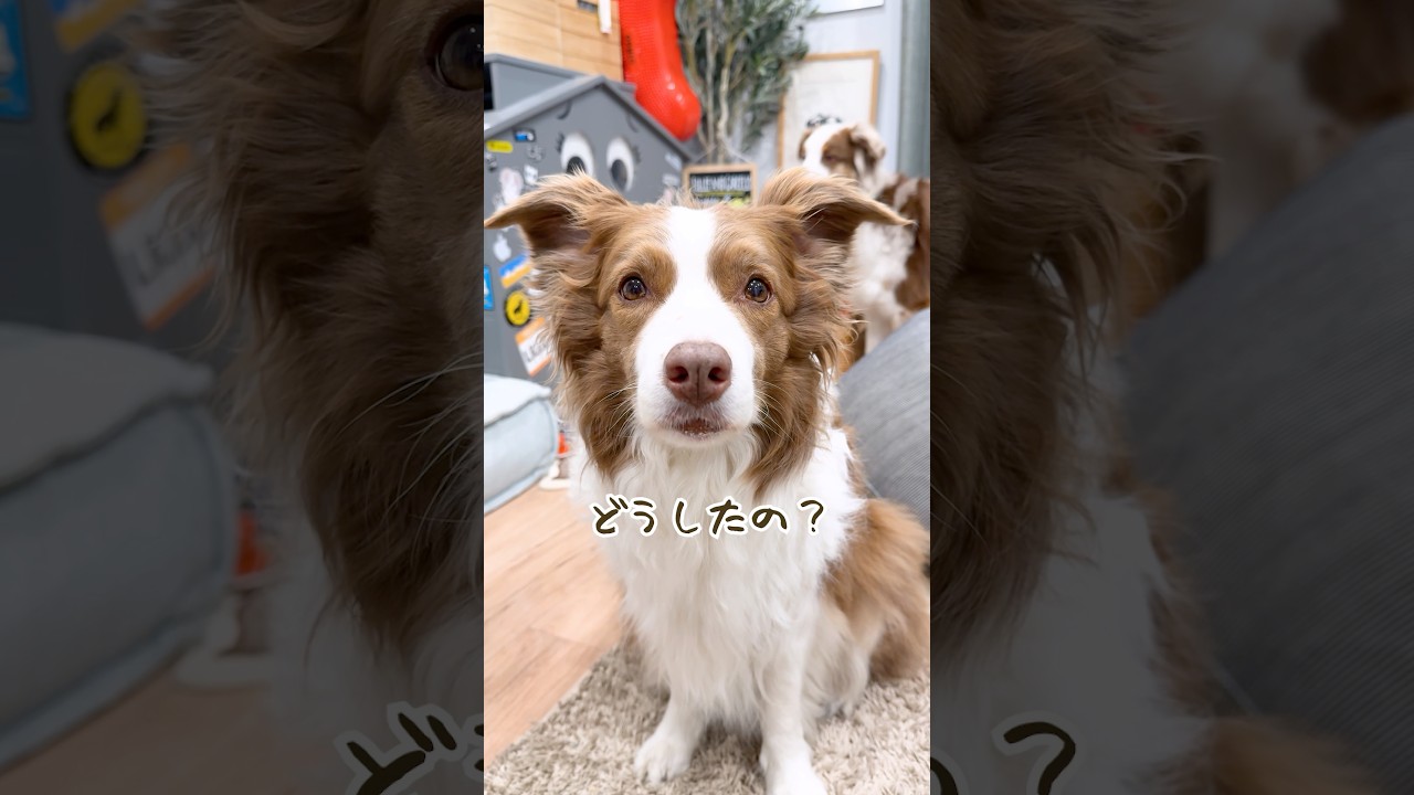 遊んでほしくて会話ボタンで話しかけてくる姉弟犬がこちらです😂【ボーダーコリー・オーストラリアンシェパード】#shorts