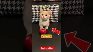 pintar banget kucing ini🤩 #cat #cats #catshorts #catvideos #kucing #kucinglucu #shorts #viral