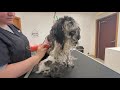 Matted Shih Mix Shave Down