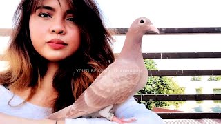 Most Beautiful Fancy Pigeon Collection | Indian Bangladeshi Pakistani Pigeon | Amezing Pigeon Farm