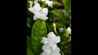 Magic Water for Plants Growth #shorts #youtubeshorts