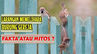 Download Lagu BURUNG GEREJA DILARANG UNTUK DIPELIHARA, FAKTA ATAU MITOS ? MP3