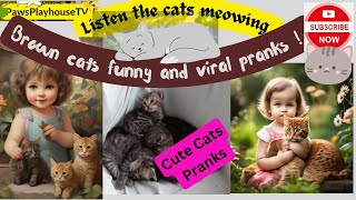 brown cat funny videos and viral pranks ! funniest cats 🐱 viral by PawsPlayhouseTV 76k Subscriber 1.3 M views  45 views 5 months ago 18 minutes