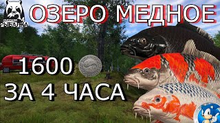 🌟ОЗЕРО МЕДНОЕ🌟1600 МОНЕТ ЗА 4 ЧАСА + ТРОФ КАРАСЕКАРП🌟Русская Рыбалка 4(РР4)🌟