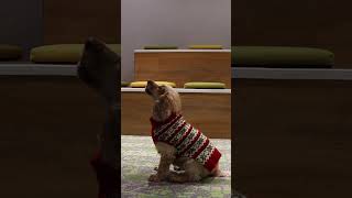 Dog auditions for this year’s Christmas Video