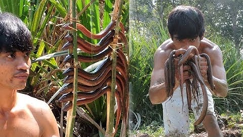 Primitive Technology : How To Catching Eels By Hand In The River For Food