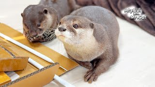 Have You Ever Received Help From Otters? [Otter Life Day 912] by Aty 128,564 views 3 weeks ago 4 minutes, 13 seconds