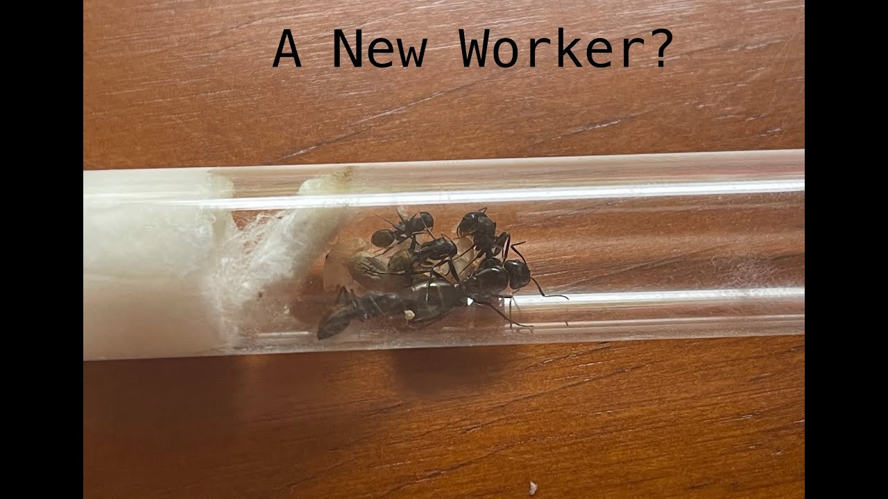 Camponotus aeneopilosus workers helping new nanitic out of cocoon