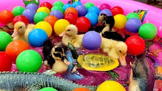 Anak Bebek Lucu Mandi Bola Warna Warni, Angsa, Ikan Hiu, Buaya, Pop it, Ikan Arwana, Megalodon #97