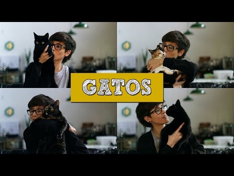 Vídeo: Sete Grandes Motivos Para Adotar Um Gato Sênior