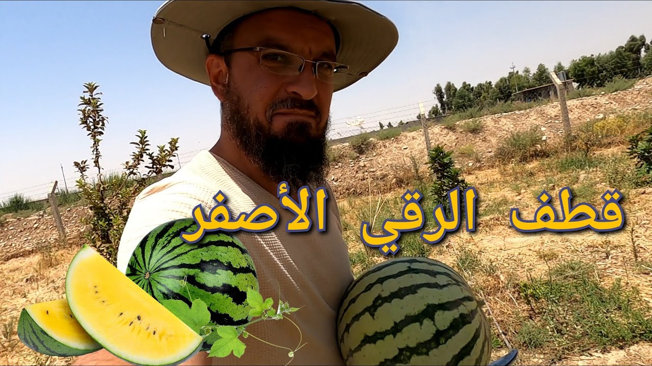 (94) بداء في بناء حضيرة الماعز ، حصاد الرقي الأصفر