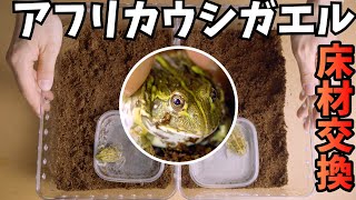 アフリカウシガエルの床材交換 /ポゴナクラブ パームマット ヤシガラ【EDが本編】