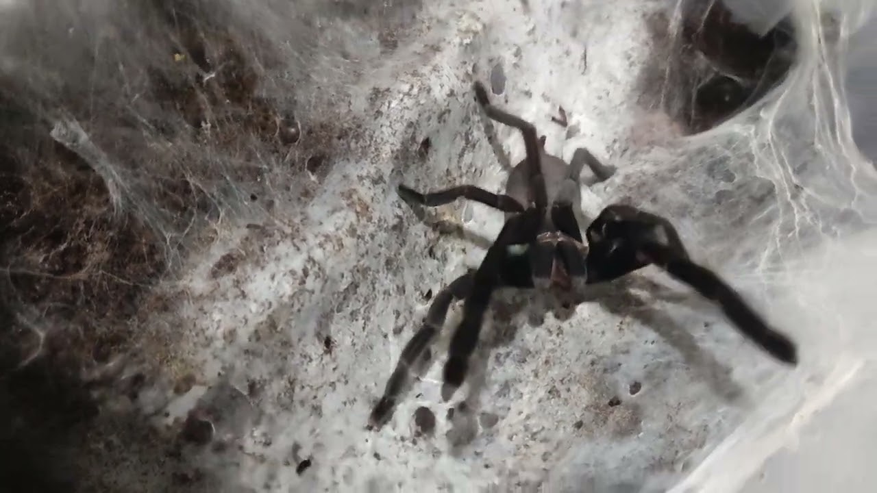 Haplopelma Minax "Her message is clear--back off!"