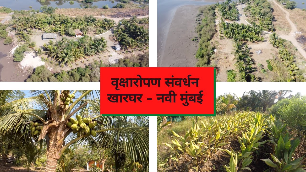 वृक्षारोपण संवर्धन | खारघर | tree plantation | save tree | droneshot | kharghar | navi mumbai