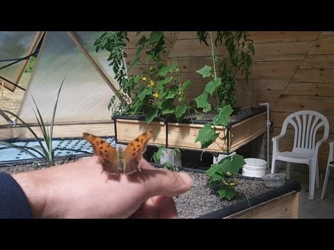 Aquaponic System Install - 1 of 3