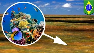 Amazing discoveries 2016: Massive coral reef found at Amazon River's mouth - TomoNews screenshot 4