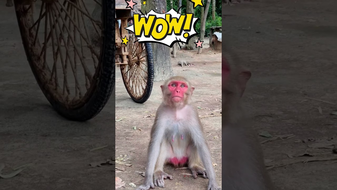 Monkey’s Funny Eating Style 🤣🐒  Adorable & Cute Monkey Moments  