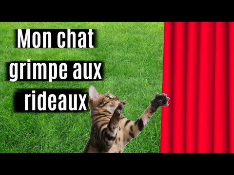 Vidéo: Pourquoi Les Chats Grimpent-ils Aux Rideaux Et Rayent-ils Le Tissu?