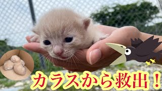 生後2週間の子猫をカラスから救出したら奇跡がおきた