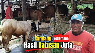 Kandang Sapi Sederhana Hasilkan Ratusan Juta