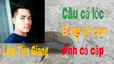 nhấp cá lóc bằng vịt con cá táp cực hăng