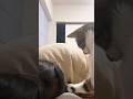 Mission: Wake the Human #cat #catvideos #smartcat #humanlikecat #spythriller