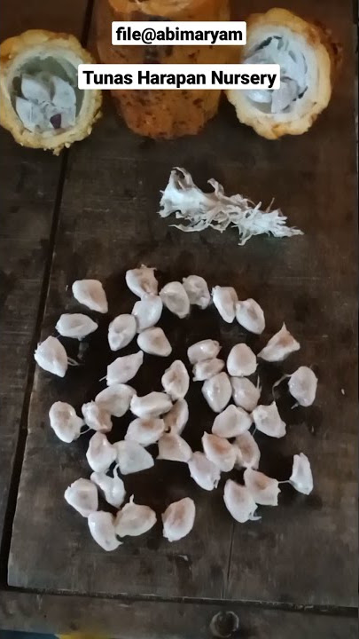 Cara Semai Biji Kakao Paling Praktis di Kebun #2